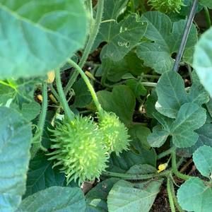 Meet your Posher, Andree